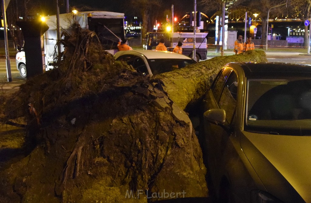 Baum auf PKWs Koeln Mitte Rheinuferstr Goldgasse P035.JPG - Miklos Laubert